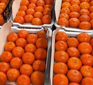 Fresh Mandarin Succulent and High quality/High cost performance Wogan Mandarin From China