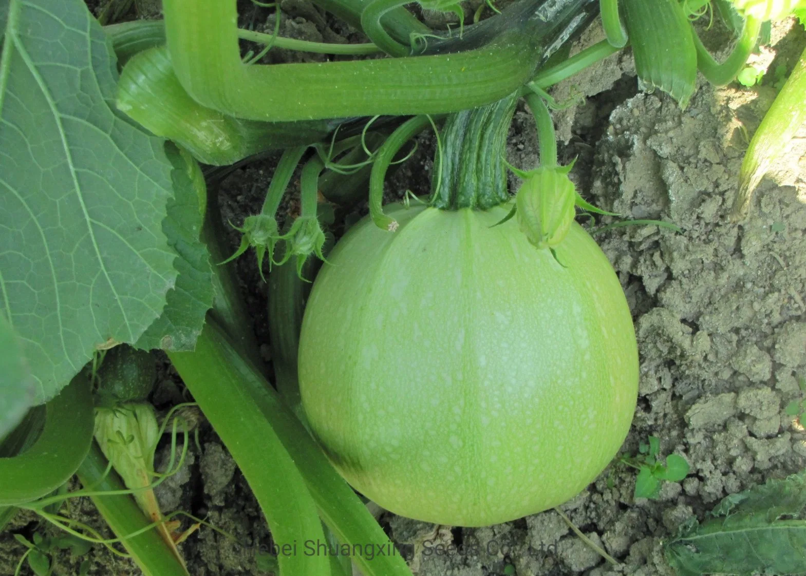 Bom Fruit-Setting F1 Ronda Híbrido Zucchini Sementes Sementes de abóbora