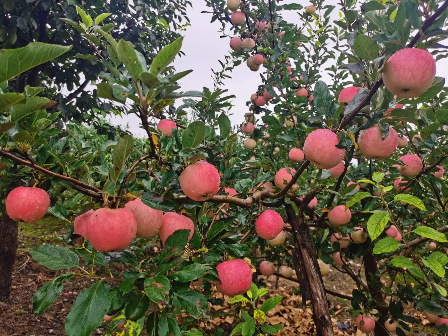 New Season Red Gala Apple Fruit