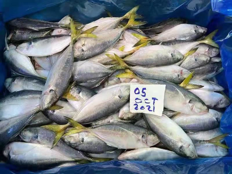 Самый дешевый из свежих морепродуктов замороженные желтые задние Йемена Yellowtail Scad рыбных продуктов питания