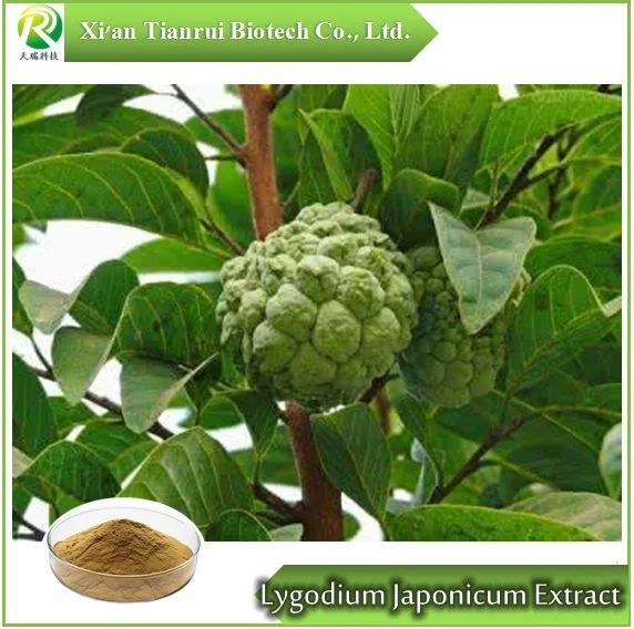 Lygodium Japonicum Extract Powder