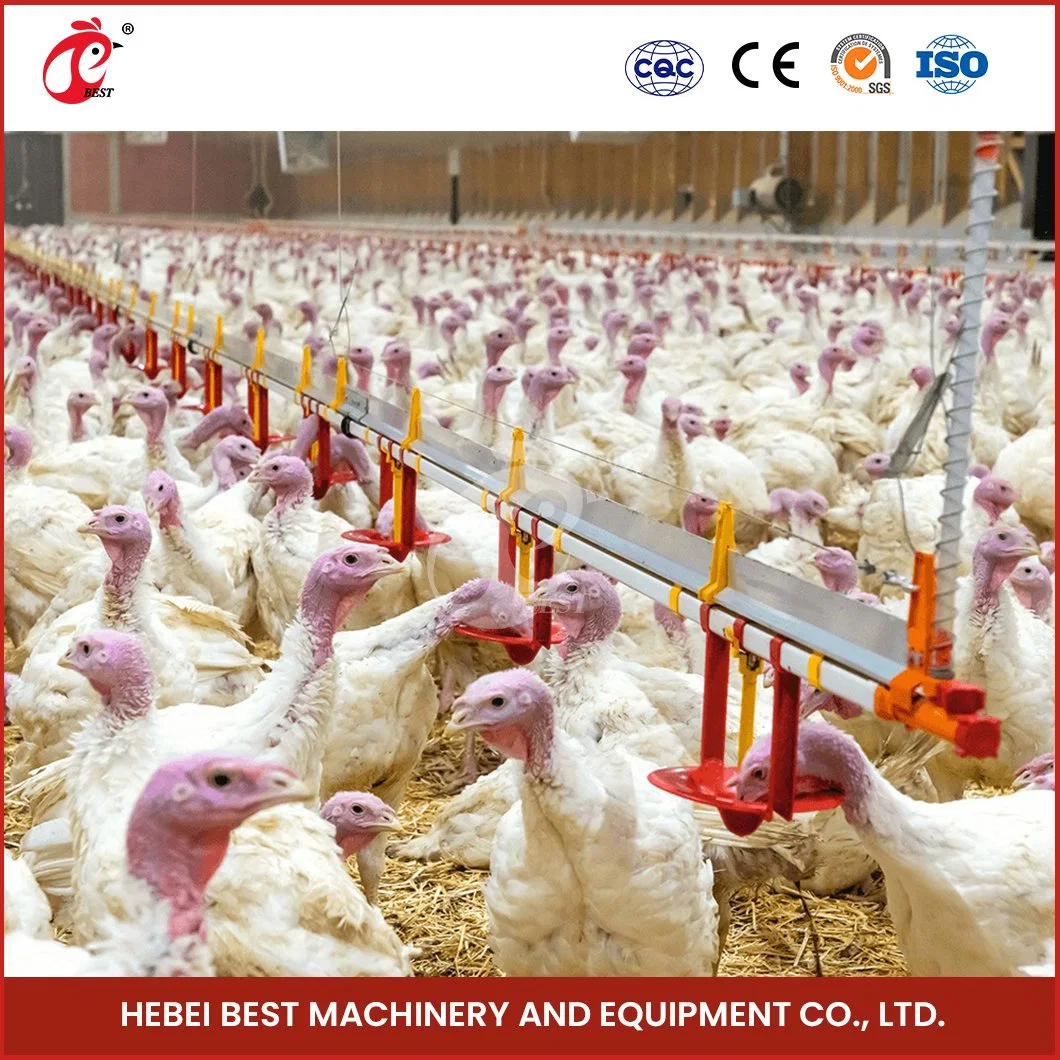 Bestchickencage Broiler Deep Litter System OEM Customized China Wasserversorgung Ist ausreichend und Gleichheit Broiler Heizung tiefen Litter System Factory