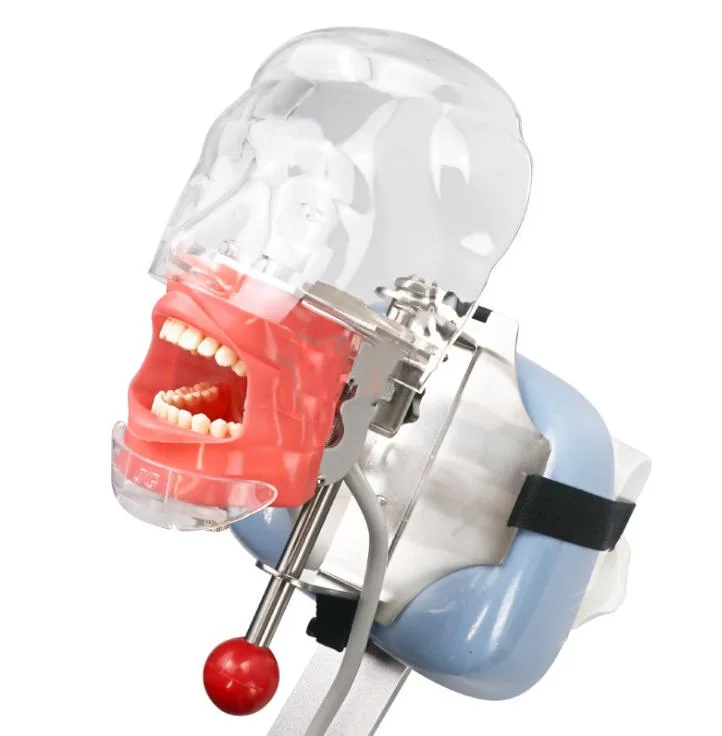 Dentist Teaching Kit Bind Belt Type Phantom Head Model School Training Simulator