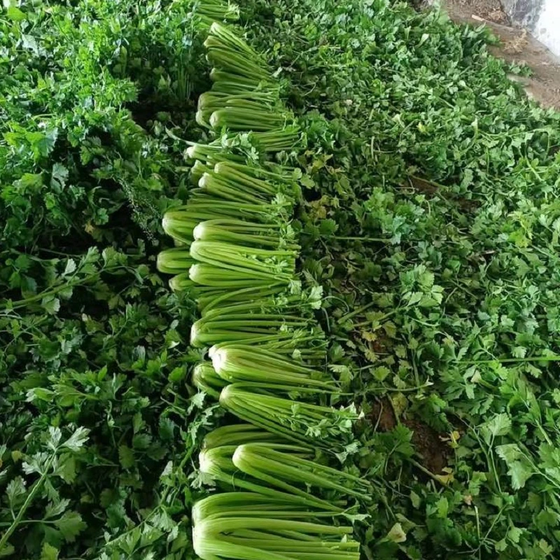 Lowest Price Export Natural Organic Chinese High quality/High cost performance  Fresh Green Celery with High quality/High cost performance 