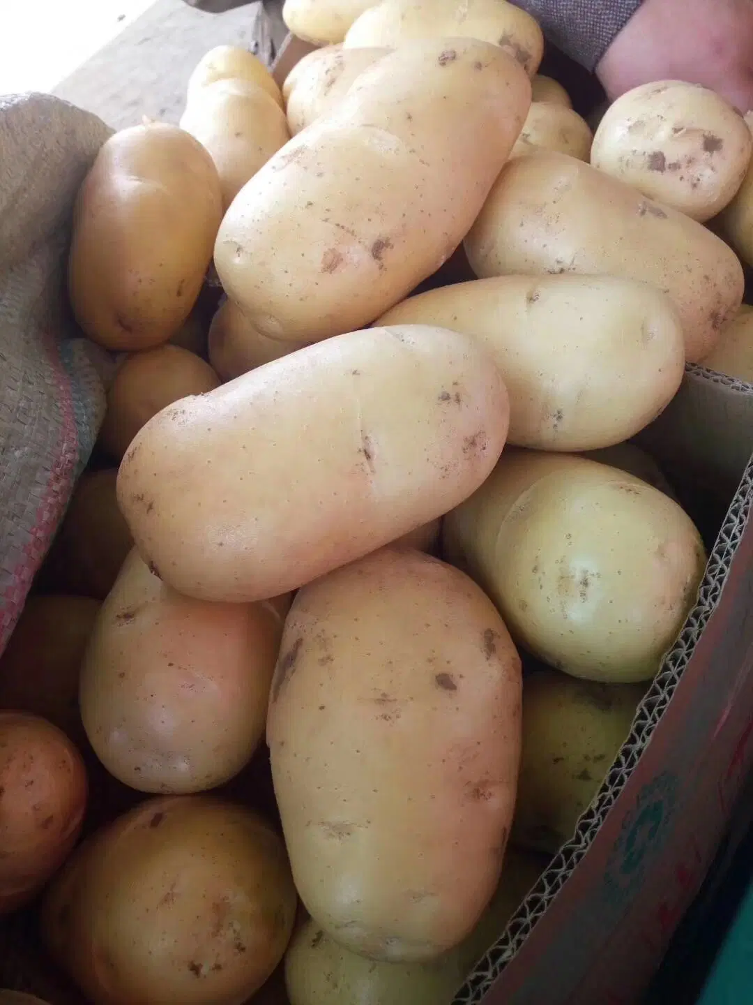 2019new Crop/Top Quality/for Global Market/Fresh Potato (90g and up)