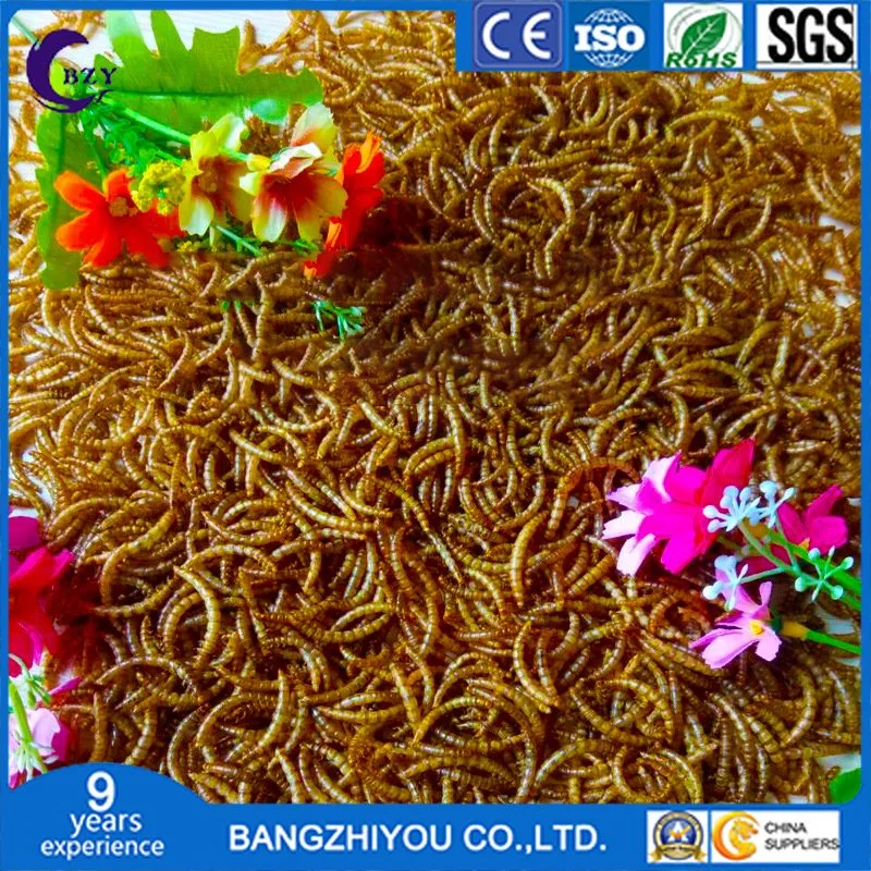 Supply of Export-Grade Dried Mealworms Dried Bread Mealworms Yellow Mealworm Bird Feed