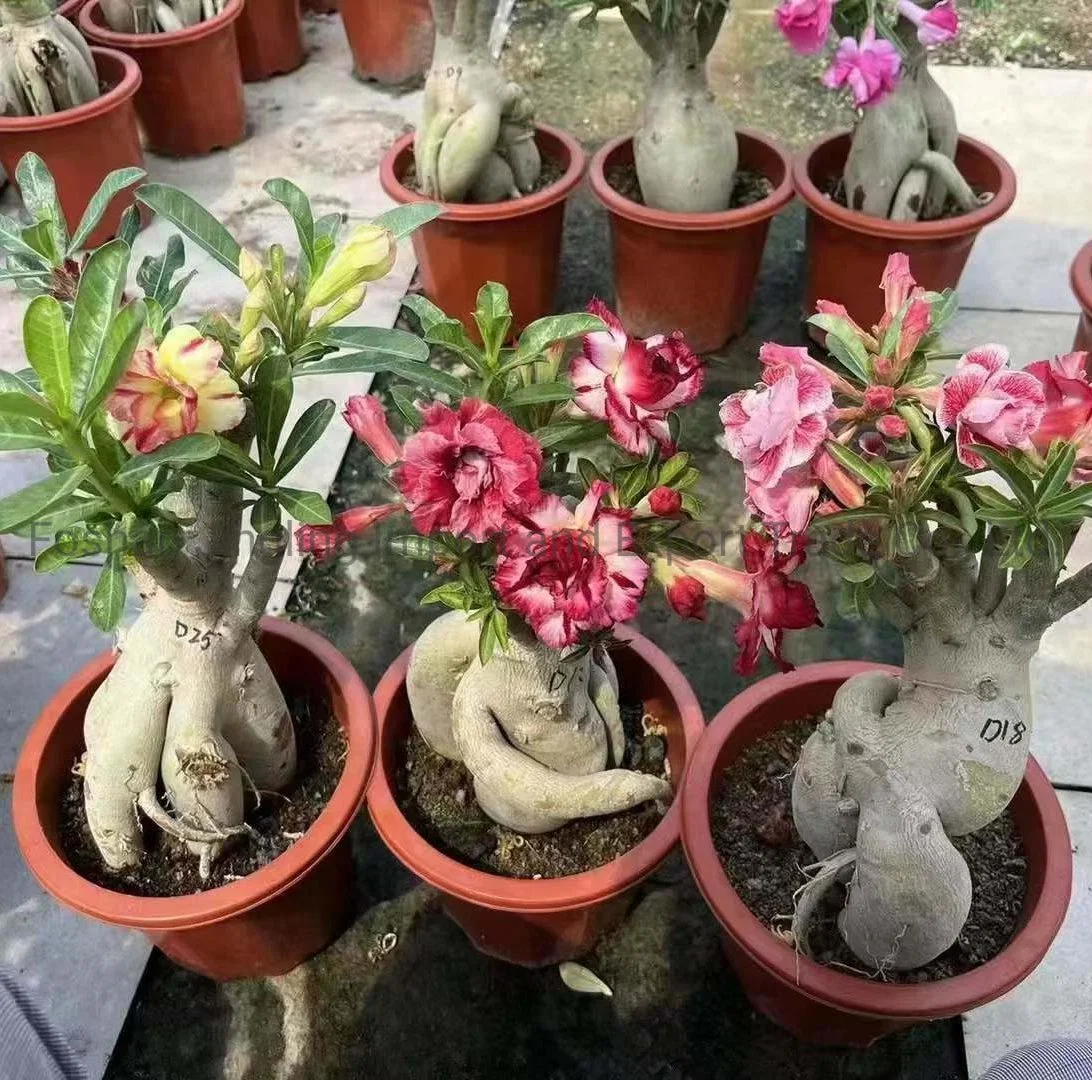 Grafted Adenium Desert Rose Live Plant Adenium Obesum Flower Plants