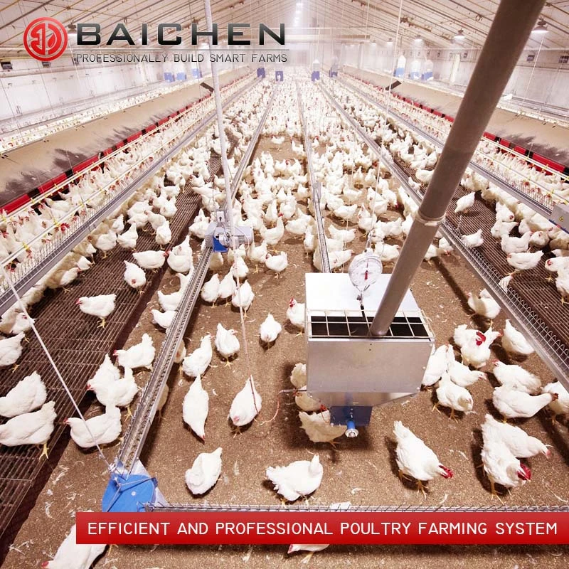Criador de pollos de aves de corral automático sistema de alimentación de la cadena de equipamiento de la cría de la granja