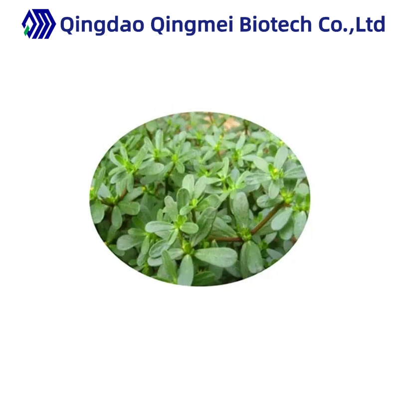 مواد التجميل الدرجة الطبيعية الأعشاب مستخرج Portulaca Oleracea 90083-07-1