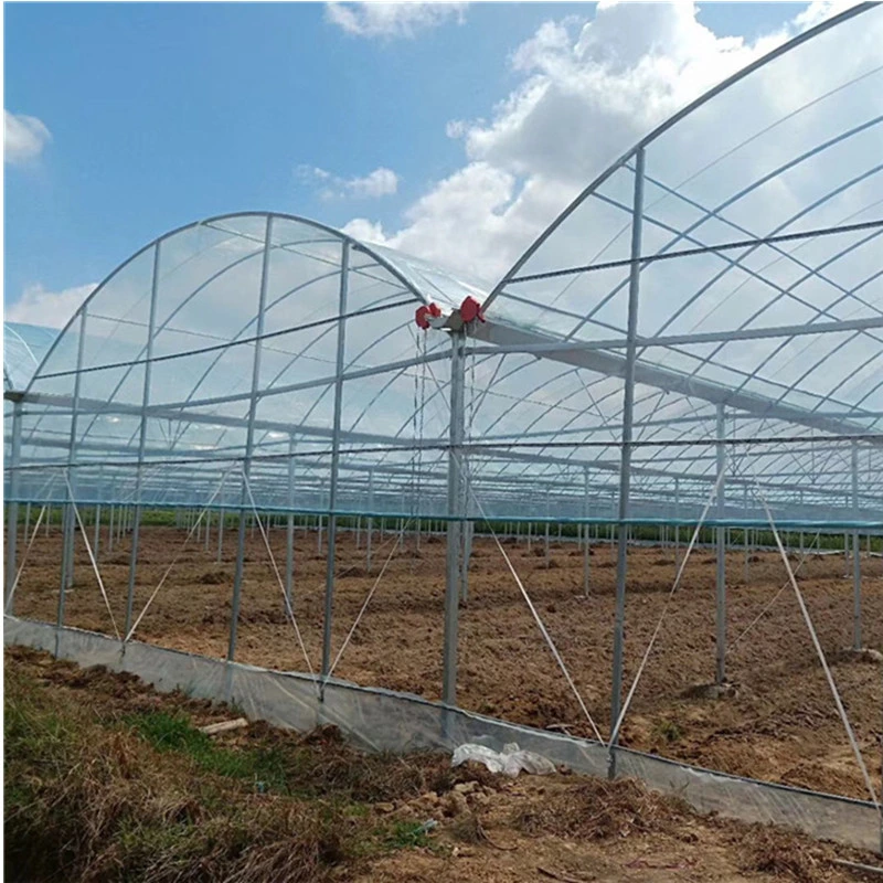 Film agricole multi-Span Arch-Type PE Greenhouse pour l'agriculture verticale