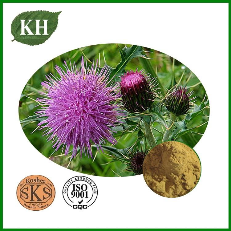 Milk Thistle Extract / Silymarin 70%~80%, 80% Sylimarin with 30% Sylinbin