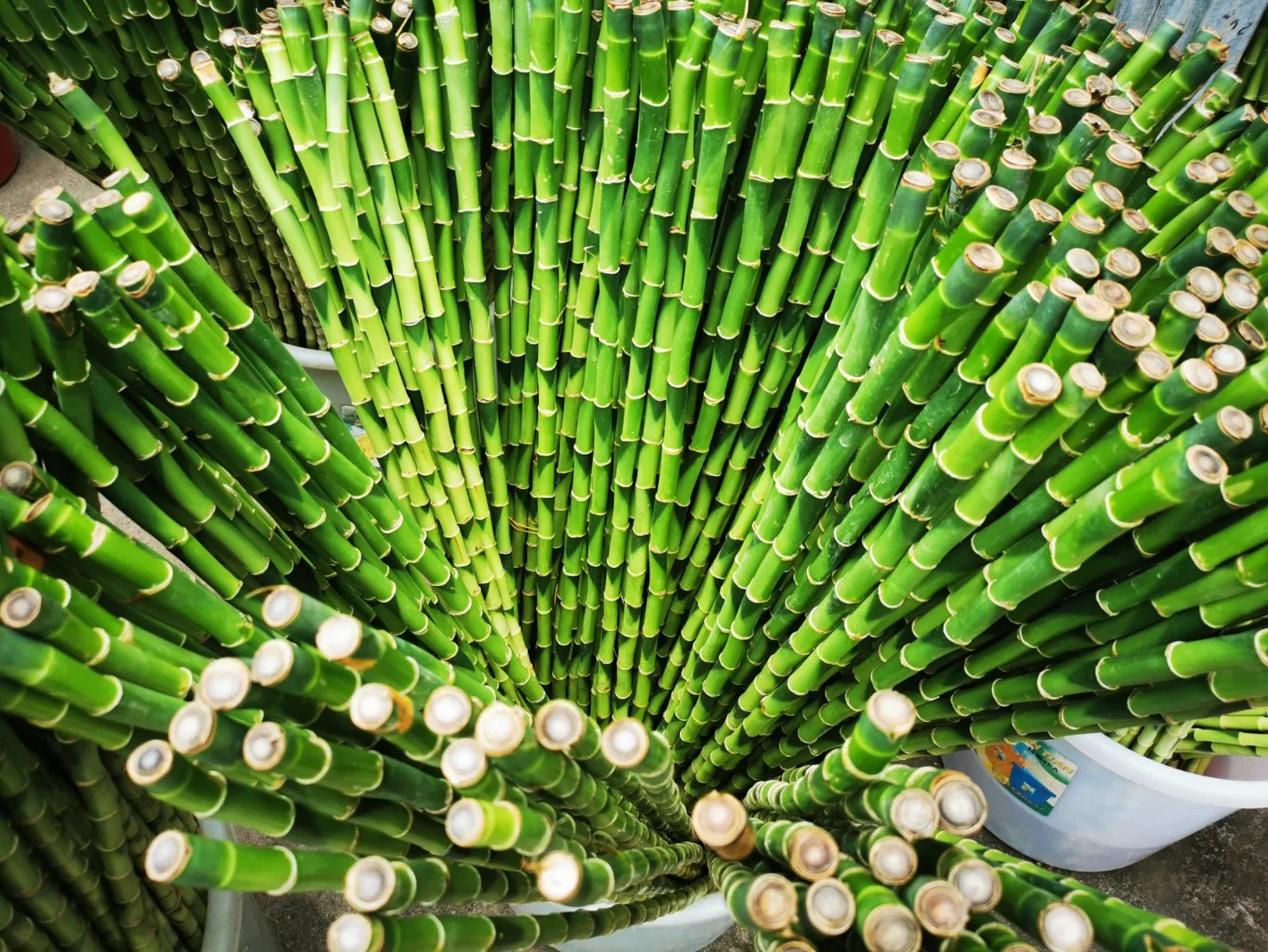 45cm Garden Ornaments Lucky Bamboo Straight Bamboo Stick Wholesale/Supplier Price