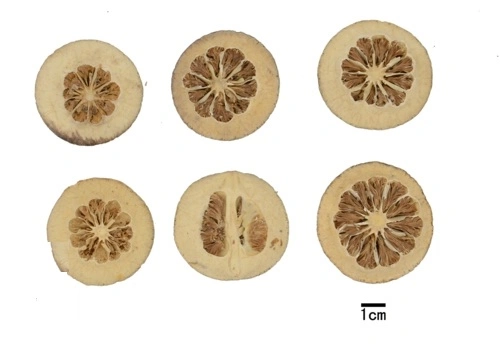 Citrus Aurantium (mature fruit, prepared) Prepared Traditional Chinese Herbal Medicine Abdominal Distension