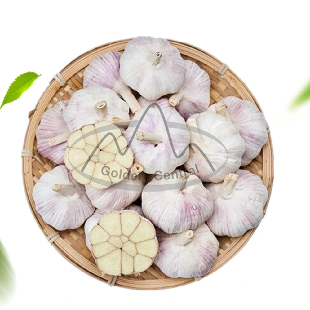 Provide Fresh China Elephant White Garlic for Overseas Market