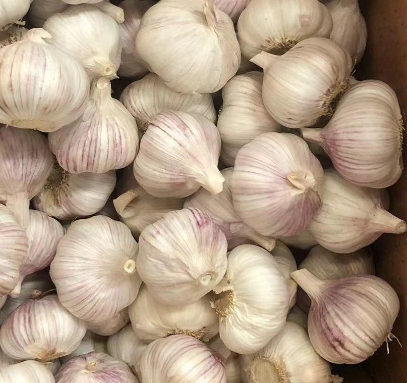 Wholesale/Supplier New Crop Pure/Normal White Fresh Peeled Garlic Low Price