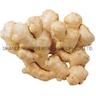 Air Dry Ginger in Premium Quality with Different Sizes for Export From Shandong Province