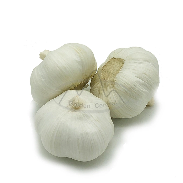 New Crop Chinese Normal White Garlic