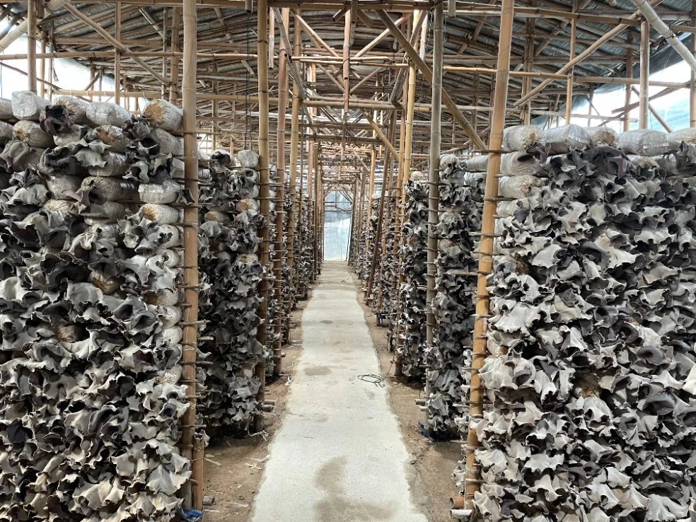 Bulk China getrocknete Wolke Pilz in Fujian angebaut