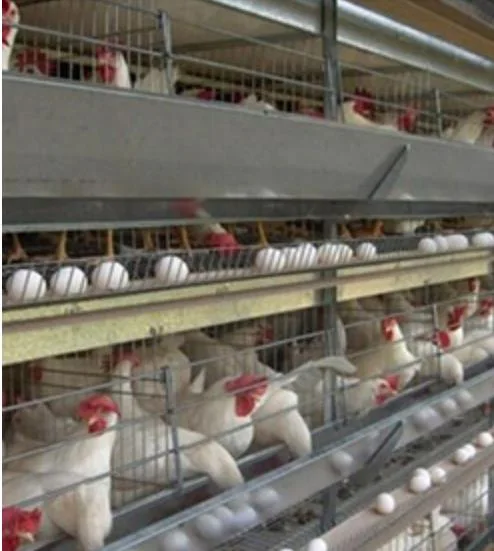 Poultry Farm Equipment/Livestock Machinery/Equipment/Hot Galvanized Automatic Chicken Farm Poultry Cage System/Battery Layer Cages for Broiler