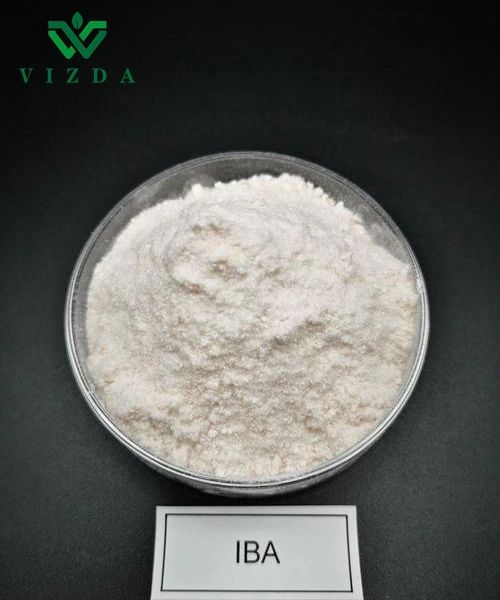 IBA pour régulateur de croissance des plantes acide indole-3-butyrique