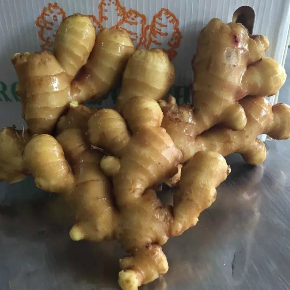 New Crop Chinese Fresh Ginger From Factory