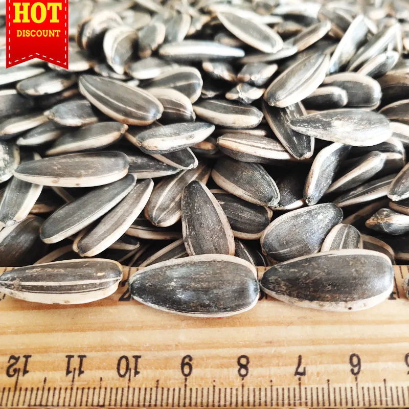 Chinese New Crop Natural Black Sunflower Seeds Available at Low Cost Price