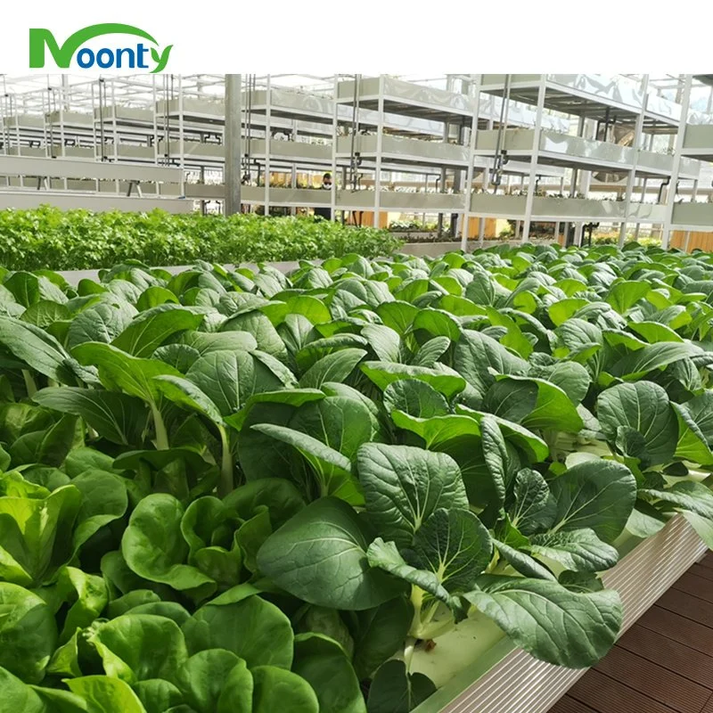 Dwc/Dft Hydroponics Growing System with Plastic Film Greenhouse in Paraguay