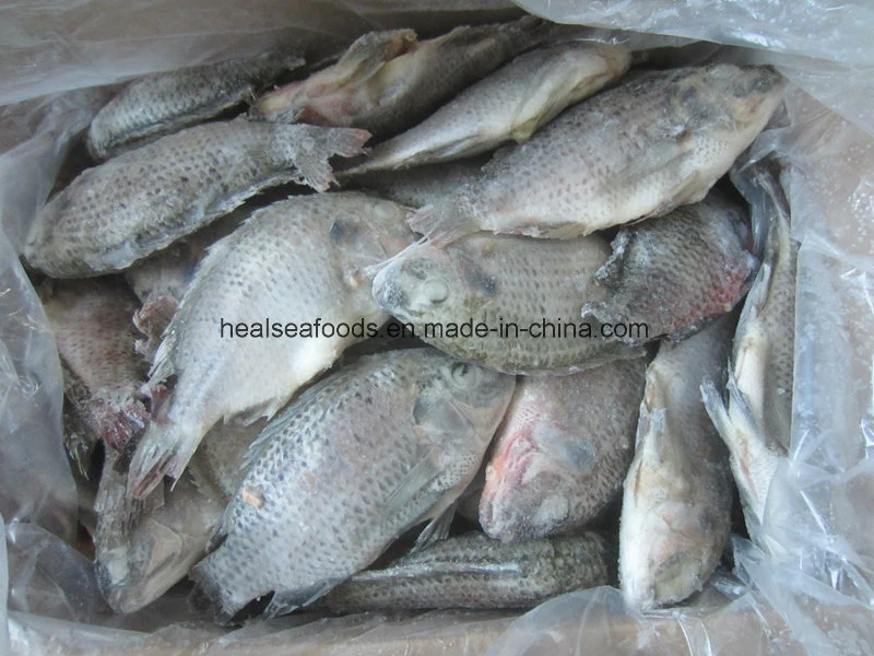 Y eviscerados congelados de pescado Tilapia Escala