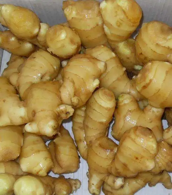 Ginger in Europe Standard for Export