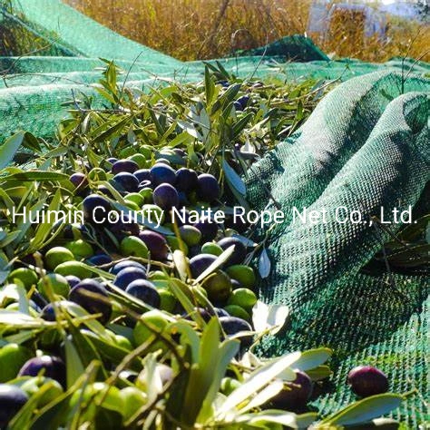 HDPE Knitted Olive Netting Olive Harvest Netting Suppliers and Manufacturers