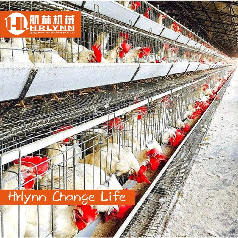 Chicken Cage Egg Layer Chicken Cage Poultry Farm A Type Cages