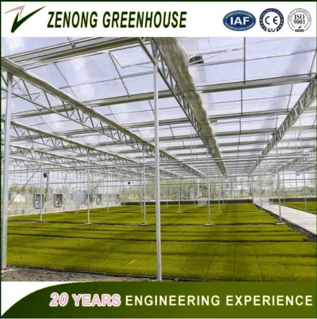 China Easy Installed Low Cost Plastic Film Greenhouse for Agriculture/Cultivation/Planting Vegetables