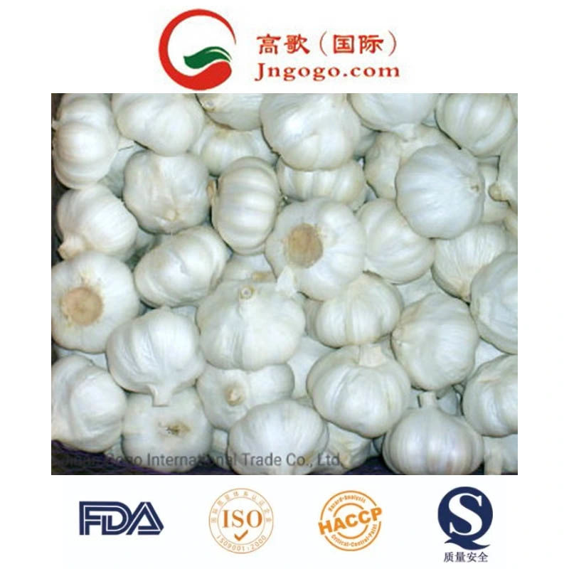 New Crop Fresh Pure White Garlic Fresh Garlic Supplier