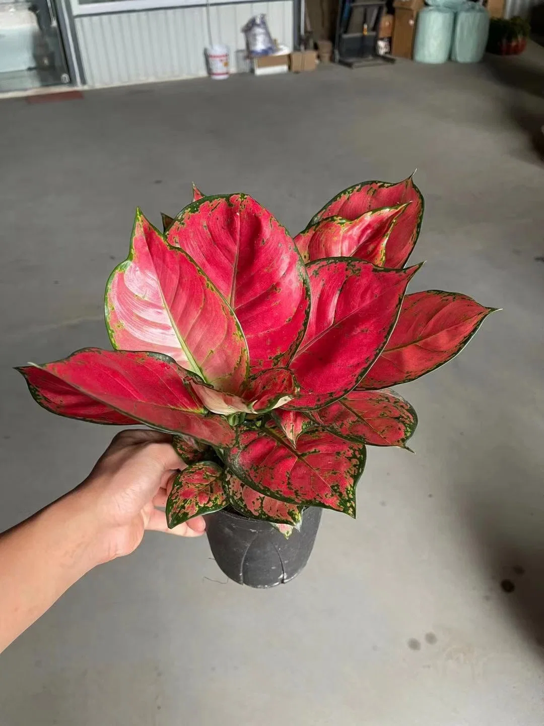 Aglaonema Red Beauty Ornamental Plant All Kinds of Aglaonema for Sale