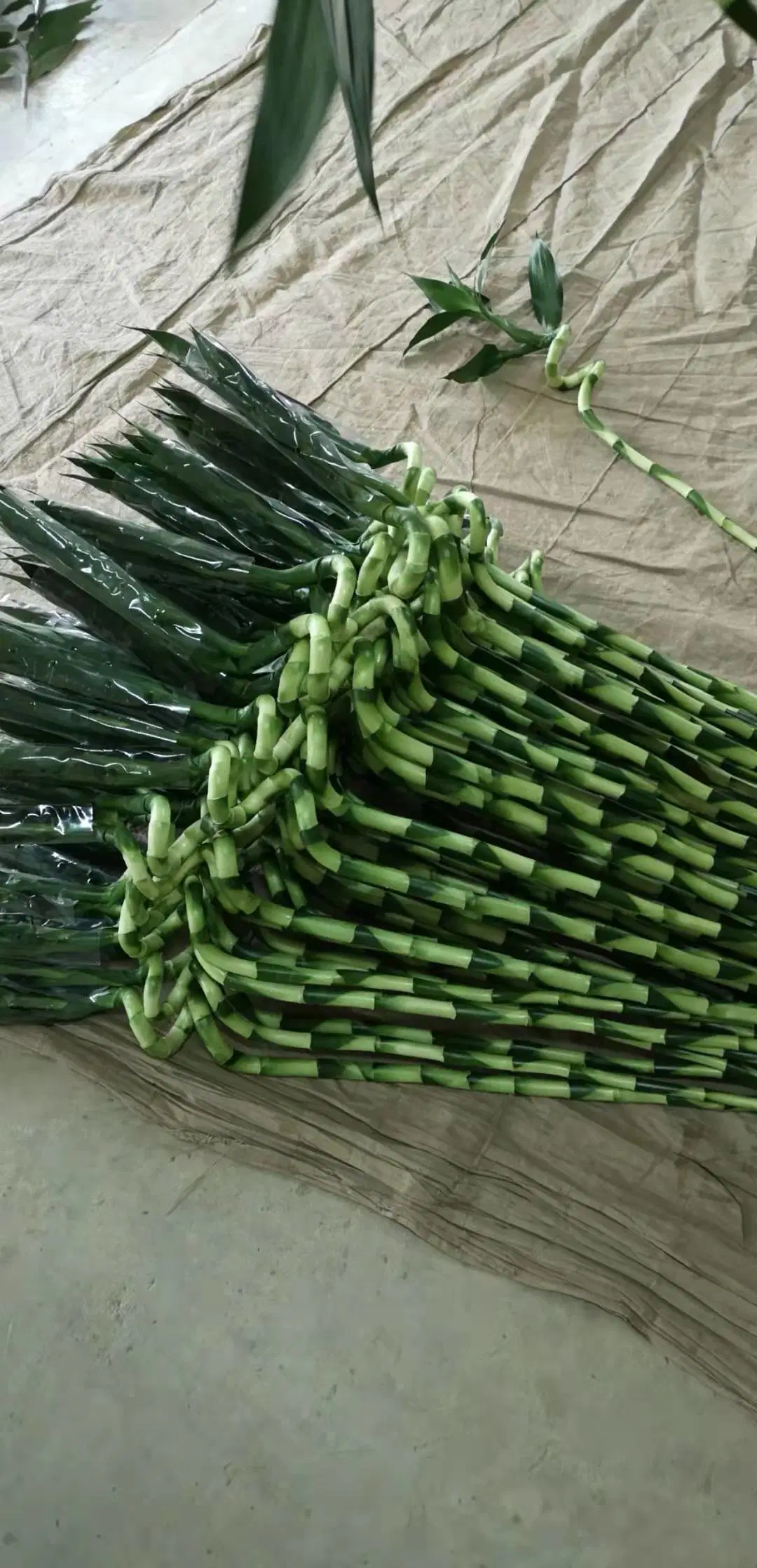 Prix de ferme Meilleure vente Plantes aquatiques vivantes ornementales d'intérieur en bambou porte-bonheur torsadé en spirale.