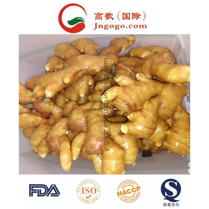 Professional Exporter of Fresh Ginger (100-250g)