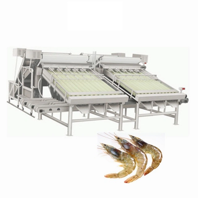 Machine automatique de tri de poids haute efficacité/machine de nivellement de crevettes à poisson