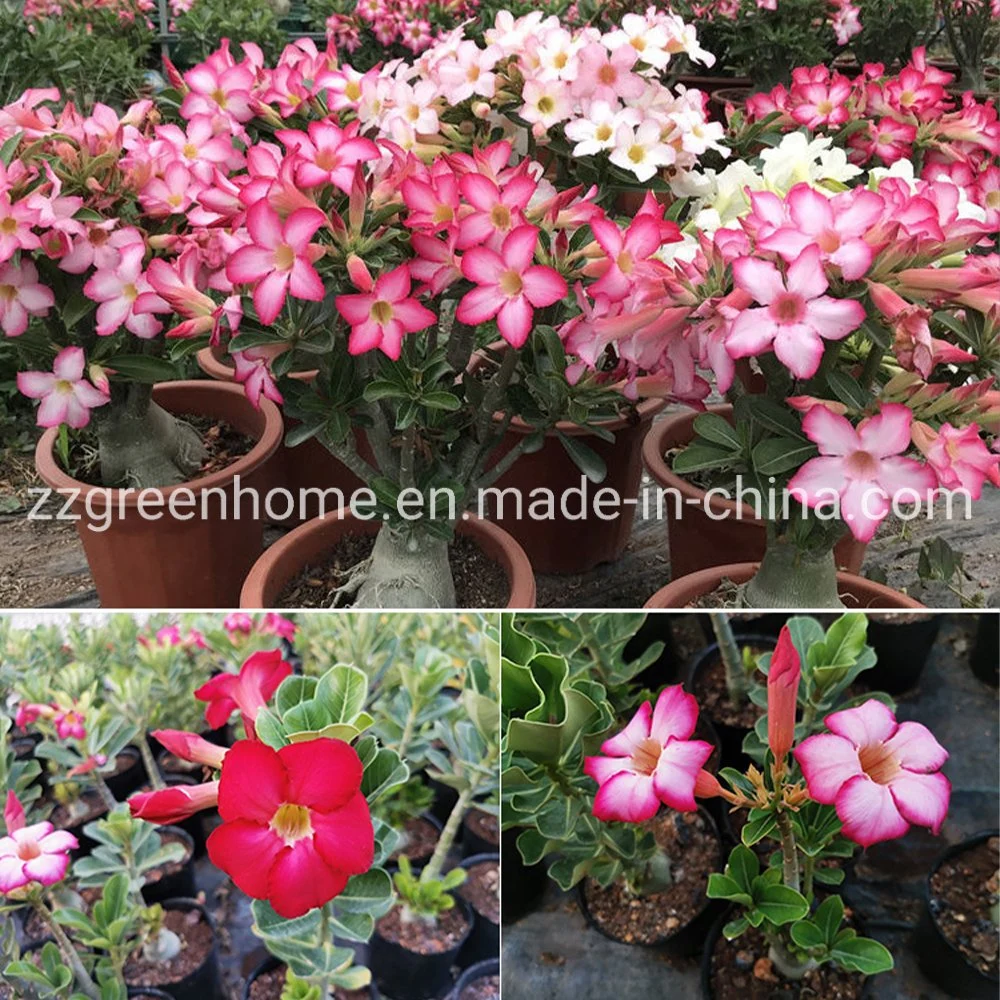 Real Plant Ungrafted Adenium Obesum Desert Rose