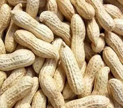 Food Grade Long Shape New Crop Raw Groundnut in Shell 9/11