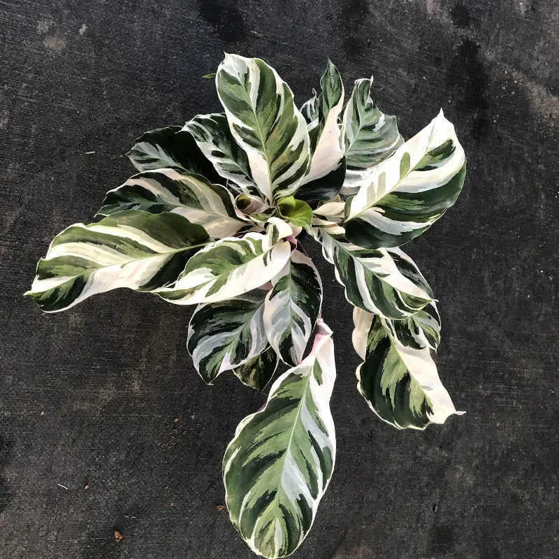 Fusión ornamentales blanco Calathea plantas vivas Bonsai