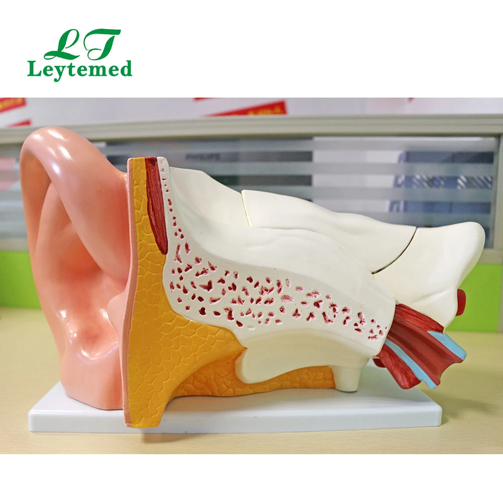 Ltm303c New Style PVC Giant Ear Model Use with Medical Tranning