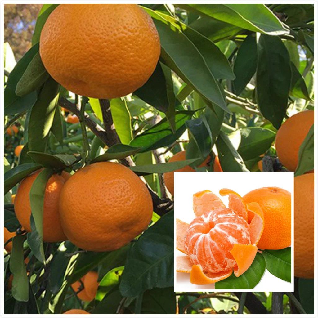 عرض أفضل جودة جيدة مع Mandarin Orange بسعر تنافسي