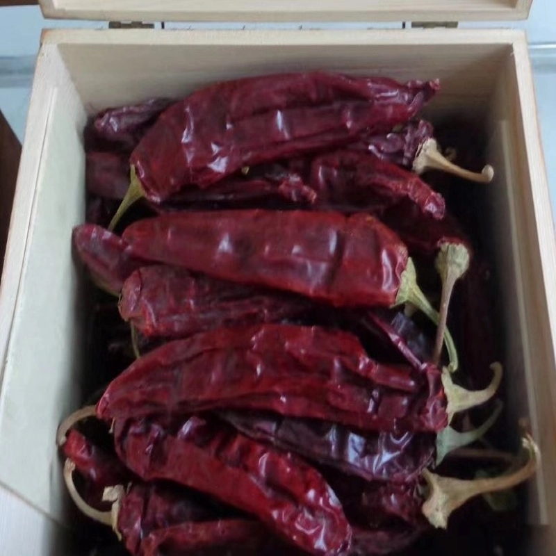 Tianjin Chili/Tientsin Chilli/Tianying Chili From Hehan Plant Base