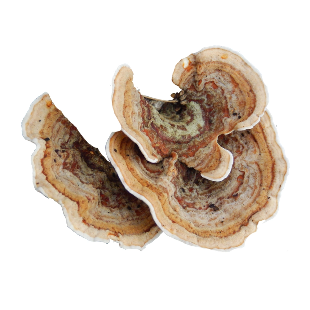 Extrait de champignon de la queue de dinde Coriolus Versicolor Ganoderma Lucidum Mushroom Mélanges hydrosolubles