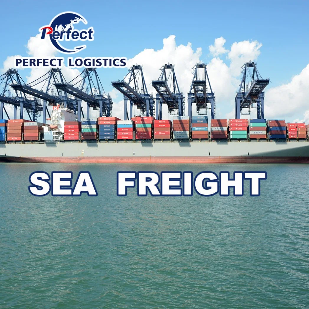 Ocean Shipping Fowarding Agent From China to Africa/Algeria