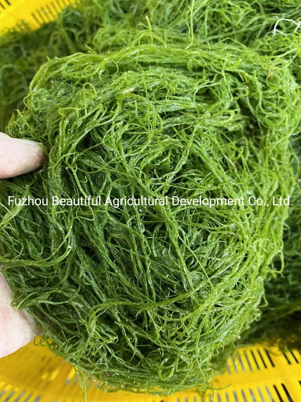 High quality/High cost performance  Red Gracilaria Seaweed