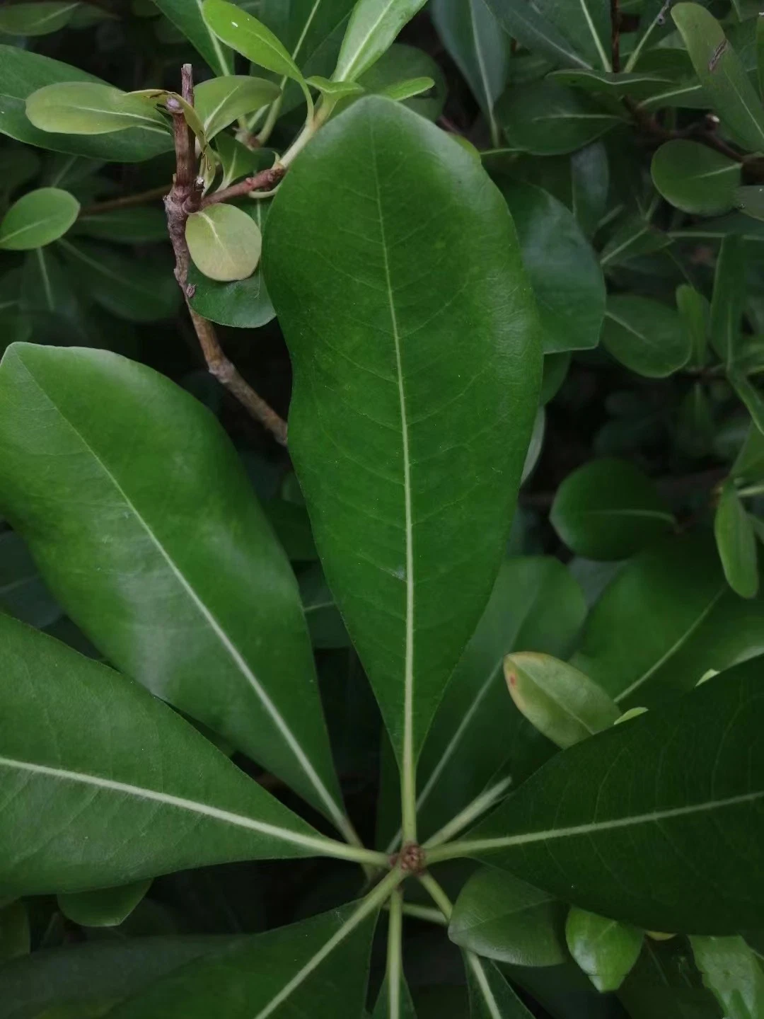 Green Plants Decooration Fresh Cut Leaves Pittosporum