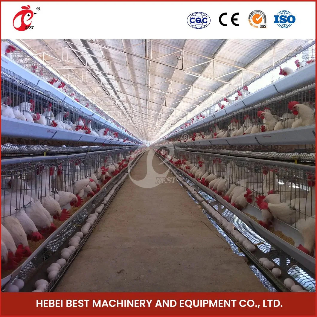 Bestchickencage a Type Layer Cage China 50 Chickens Layer Coop Supplier OEM Customized a Chicken Layer House Configuration Chicken Coop Kit