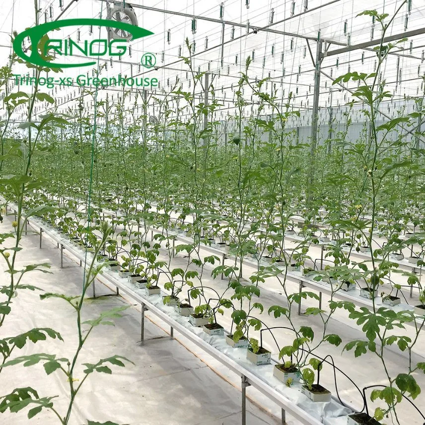 Multi-Span Film Pflanzengewächshaus mit Hydroponics Growing System