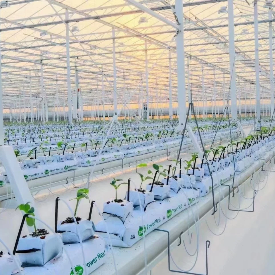 Wmgh038, Alta Eficiência Venlo o vidro temperado Green House com cultivo hidrop ico System